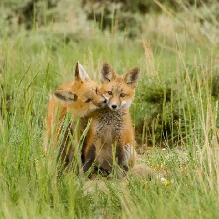 Framed Print : Red Fox (Vulpes Fulva) Kits grooming and licking each other at den near Saratoga, Wyoming Framed Print : Red Fox (Vulpes Fulva) Kits grooming and licking each other at den near Saratoga, Wyoming