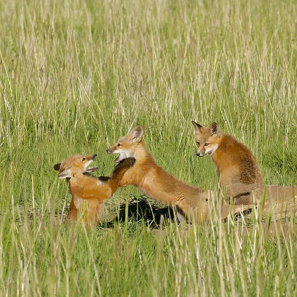 Red Fox (Vulpes Fulva) Kits playing at den near Saratoga, Wyoming