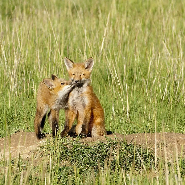 Red Fox (Vulpes Fulva) Kits playing at den near Saratoga, Wyoming
