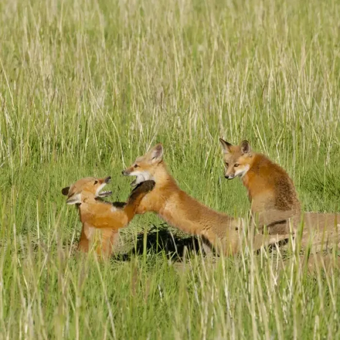Framed Print : Red Fox (Vulpes Fulva) Kits playing at den near Saratoga, Wyoming Framed Print : Red Fox (Vulpes Fulva) Kits playing at den near Saratoga, Wyoming