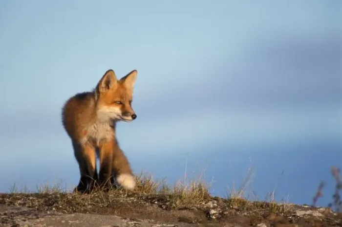 Framed Print : red fox, Vulpes vulpes, in the 1002 area of Arctic National Wildlife Refuge, North Slope