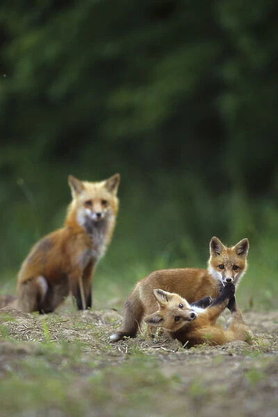 Red fox (Vulpes vulpes) adults with kit, IL