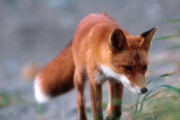 Red Fox, Vulpes vulpes, Alaska Peninsula, Alaska, Red Fox close-up