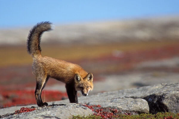 red fox, Vulpes vulpes, along the central North Slope of the Brooks Range, Arctic Alaska