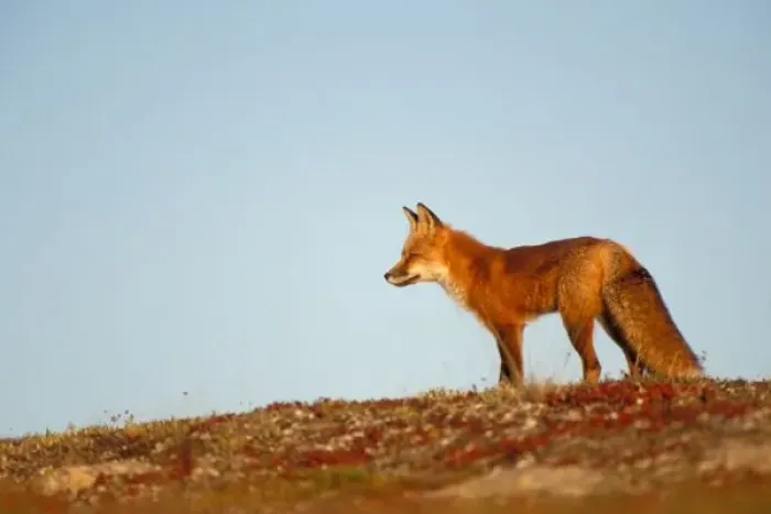 Framed Print : red fox, Vulpes vulpes, along the central North Slope of the Brooks Range, Arctic Alaska