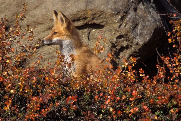 red fox, Vulpes vulpes, in fall colors along the central North Slope of the Brooks Range