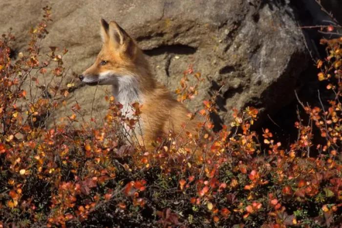 Framed Print : red fox, Vulpes vulpes, in fall colors along the central North Slope of the Brooks Range
