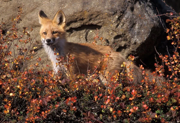red fox, Vulpes vulpes, in fall tundra colors on the central North Slope of the Brooks Range
