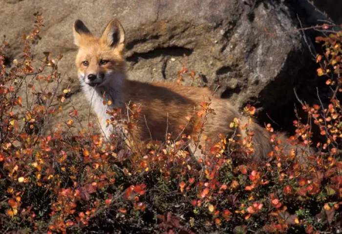 Framed Print : red fox, Vulpes vulpes, in fall tundra colors on the central North Slope of the Brooks Range Framed Print : red fox, Vulpes vulpes, in fall tundra colors on the central North Slope of the Brooks Range