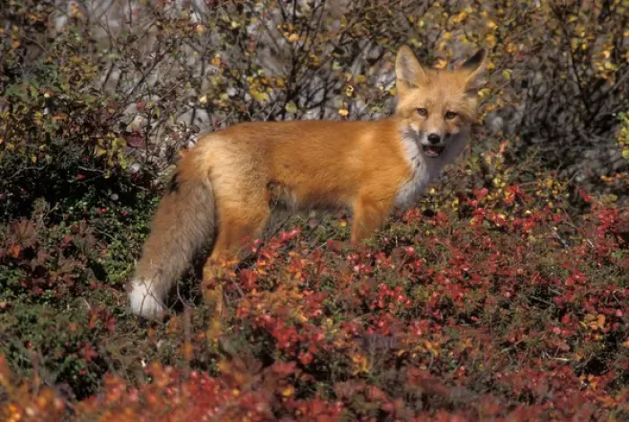 Framed Print : red fox, Vulpes vulpes, in fall tundra colors on the central North Slope of the Brooks Range Framed Print : red fox, Vulpes vulpes, in fall tundra colors on the central North Slope of the Brooks Range