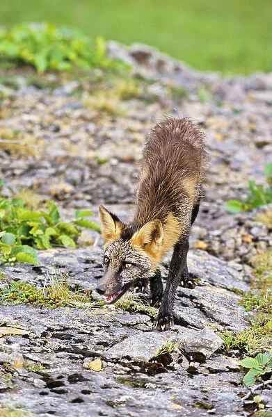 Red Fox (Vulpes vulpes), hybrid with Arctic Fox alopex lagopodus