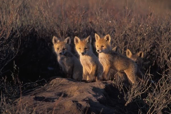 red fox, Vulpes vulpes, kits outside their den, 1002 coastal plain of the Arctic