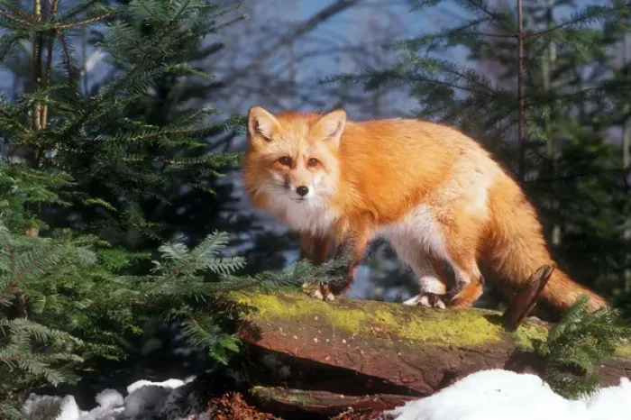 Framed Print : Red Fox (vulpes vulpes) on a Log Framed Print : Red Fox (vulpes vulpes) on a Log