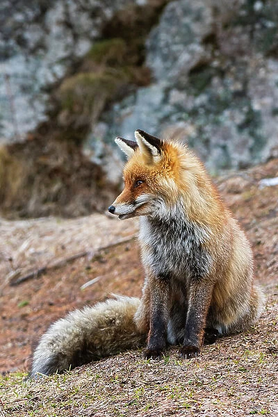 A red fox, Vulpes vulpes. looking at the distance. Aosta, Valsavarenche, Gran Paradiso National Park, Italy