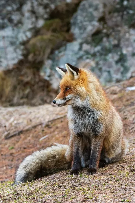 Framed Print : A red fox, Vulpes vulpes. looking at the distance. Aosta, Valsavarenche, Gran Paradiso National Park, Italy