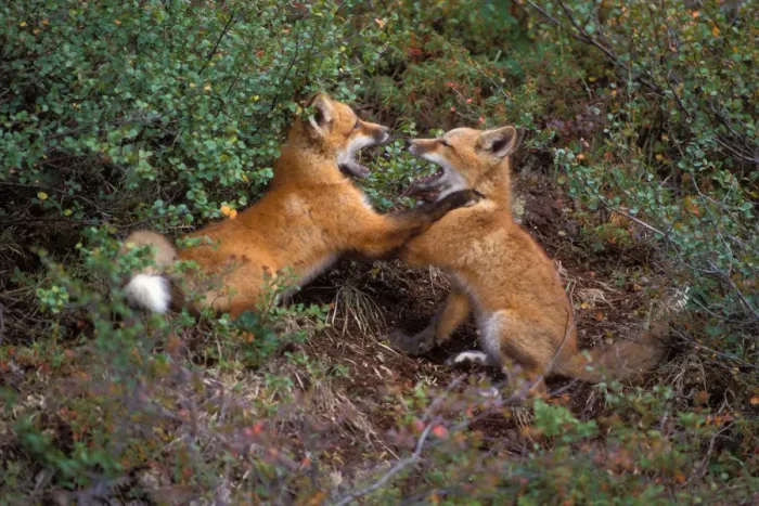 Framed Print : red fox, Vulpes vulpes, pair of kits playing, 1002 coastal plain of the Arctic National