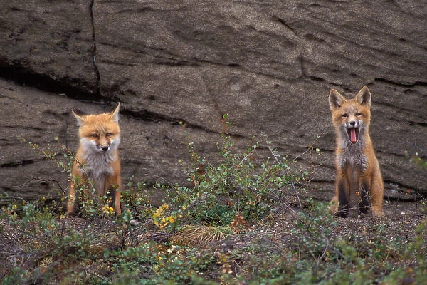 red fox, Vulpes vulpes, pair of pups, 1002 coastal plain of the Arctic National Wildlife Refuge