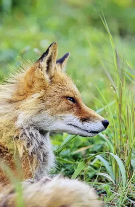 Framed Print : Red Fox (Vulpes vulpes) portrait, Alaska. America, North America, USA, Alaska, July Framed Print : Red Fox (Vulpes vulpes) portrait, Alaska. America, North America, USA, Alaska, July
