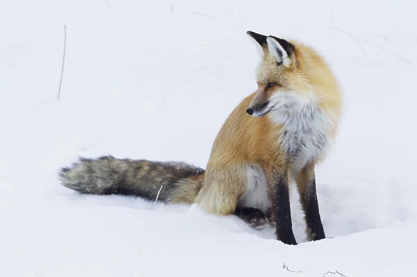Red Fox Winter