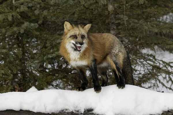 Red Fox in winter, (Captive) Montana Vulpes vulpes