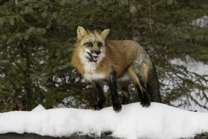 Framed Print : Red Fox in winter, (Captive) Montana Vulpes vulpes