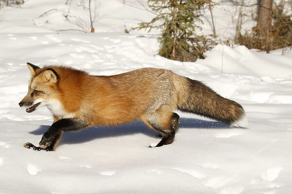 Red Fox in winter, (Captive) Montana Vulpes vulpes