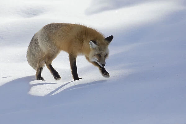 Red fox winter hunting