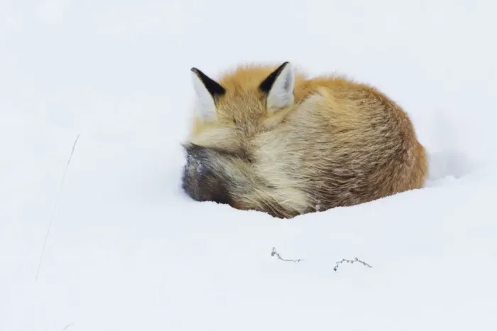 Framed Print : Red Fox; Winter Nap
