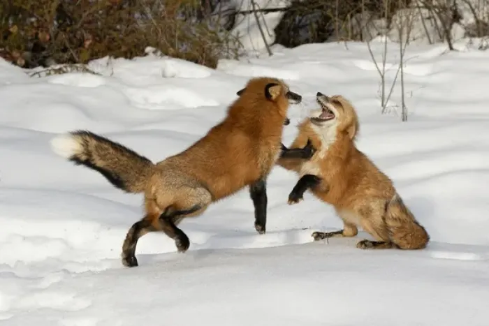 Framed Print : Red Foxes fighting in winter, (Captive) Montana Vulpes vulpes Framed Print : Red Foxes fighting in winter, (Captive) Montana Vulpes vulpes