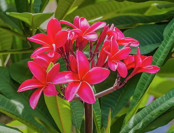 Red frangipani plumeria, Waikiki, Honolulu, Hawaii