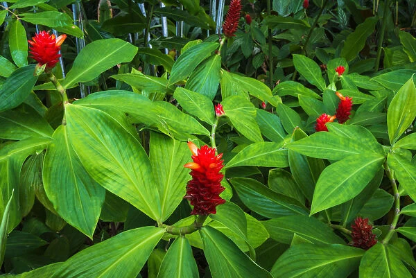 Red ginger at Hawaii Tropical Botanical Garden, Hamakua Coast, Big Island, Hawaii, USA