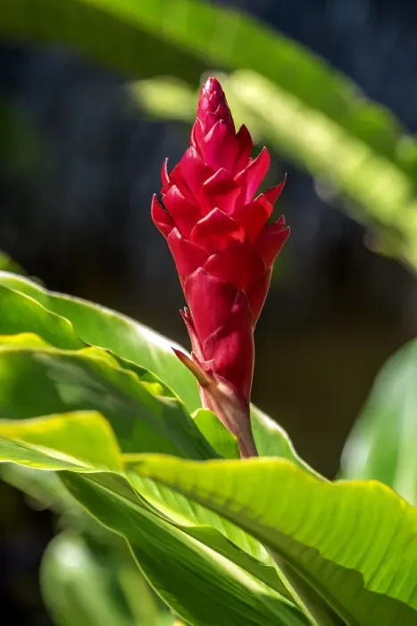 Framed Print : Red Ginger plant Framed Print : Red Ginger plant