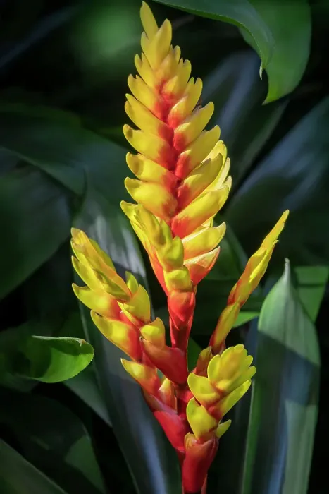 Framed Print : Red ginger plant blooming Framed Print : Red ginger plant blooming