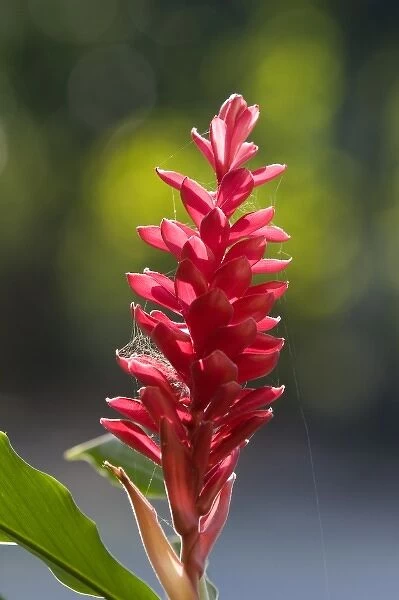Red ginger plant in the Manuel Antonio National Park in Puntarenas province, Costa Rica