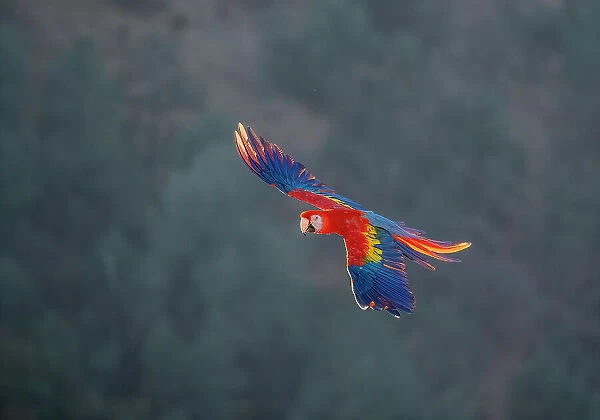 Red and Gold Macaw flying, Lotus, California, USA