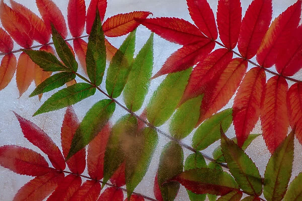 Red and green leaves in ice
