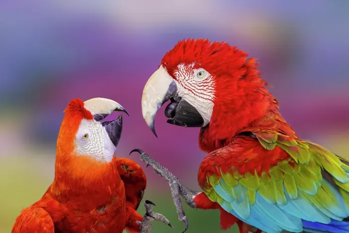 Framed Print : Red and green macaw, green-winged macaw Framed Print : Red and green macaw, green-winged macaw