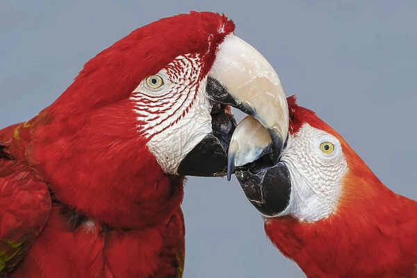 Red and green Macaws, Green-winged Macaw