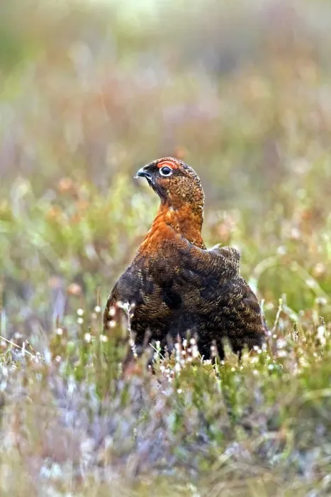 Framed Print : Red Grouse (Lagopus lagopus) in heather, Scottish Highlands Framed Print : Red Grouse (Lagopus lagopus) in heather, Scottish Highlands