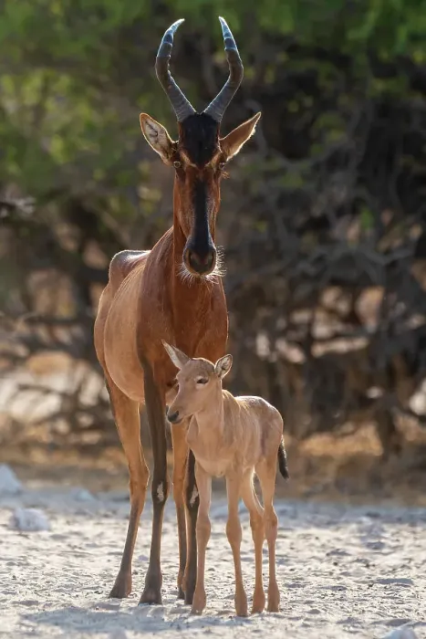 Framed Print : A red hartebeest, Alcelaphus buselaphus, at waterhole with its calf. Kalahari, Botswana Framed Print : A red hartebeest, Alcelaphus buselaphus, at waterhole with its calf. Kalahari, Botswana