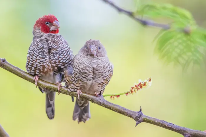 Framed Print : Red-headed finch pair snuggling together in southern Africa Framed Print : Red-headed finch pair snuggling together in southern Africa