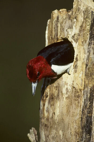 Red-headed Woodpecker (Melanerpes erythrocephalus) exiting nest cavity, Illinois