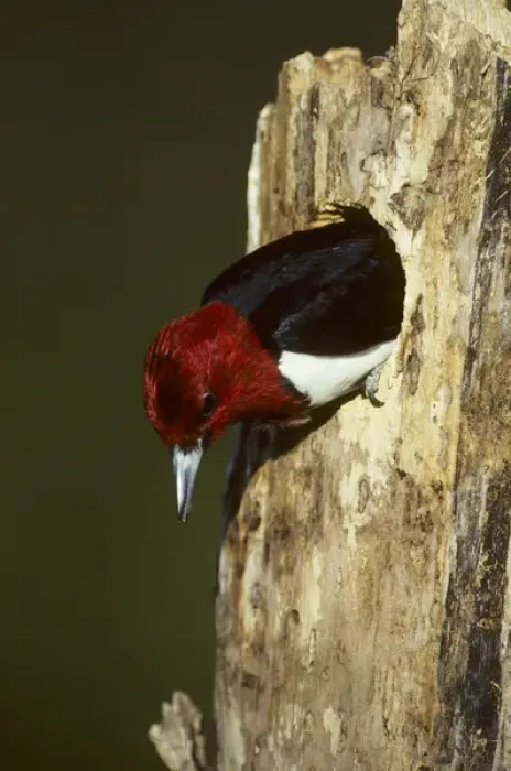 Framed Print : Red-headed Woodpecker (Melanerpes erythrocephalus) exiting nest cavity, Illinois Framed Print : Red-headed Woodpecker (Melanerpes erythrocephalus) exiting nest cavity, Illinois
