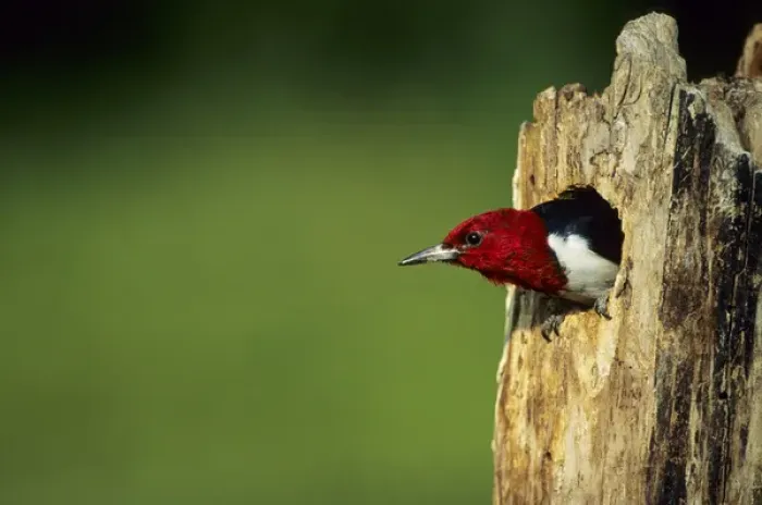 Framed Print : Red-headed Woodpecker (Melanerpes erythrocephalus) in nest cavity, Illinois Framed Print : Red-headed Woodpecker (Melanerpes erythrocephalus) in nest cavity, Illinois