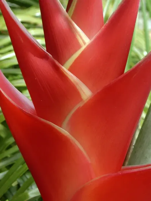 Framed Print : Red Heleconia flower on West Maui, Hawaii Framed Print : Red Heleconia flower on West Maui, Hawaii