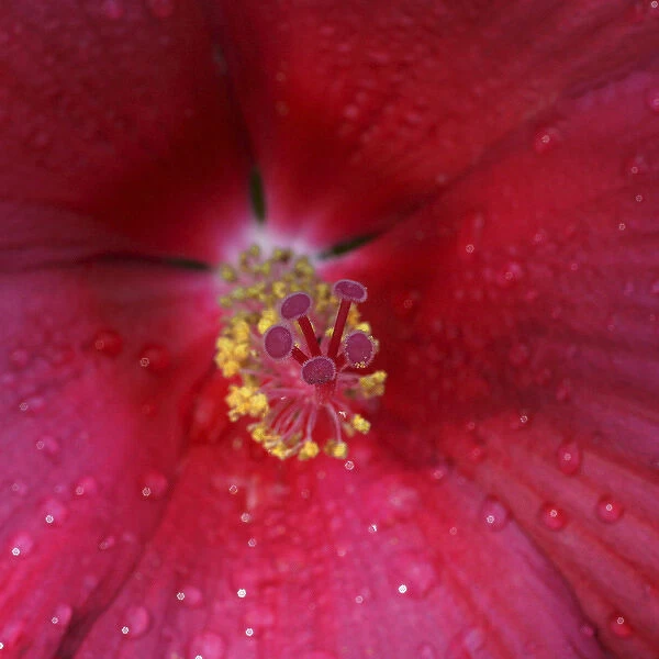 Red Hibiscus Abstract