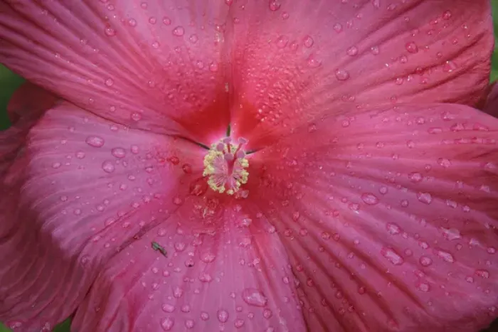 Framed Print : Red Hibiscus Abstract