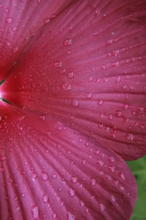 Framed Print : Red Hibiscus Abstract Framed Print : Red Hibiscus Abstract