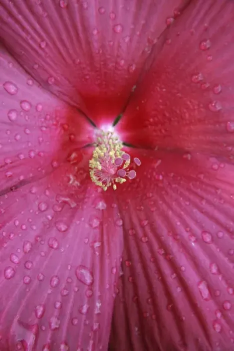 Framed Print : Red Hibiscus Abstract Framed Print : Red Hibiscus Abstract