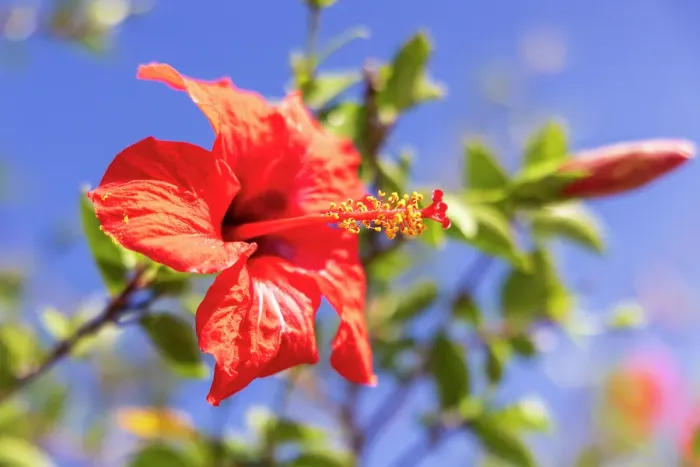 Framed Print : Red Hibiscus flower, in the mallow family, Malvaceae. Greece, Crete, Chania. Aptera Framed Print : Red Hibiscus flower, in the mallow family, Malvaceae. Greece, Crete, Chania. Aptera